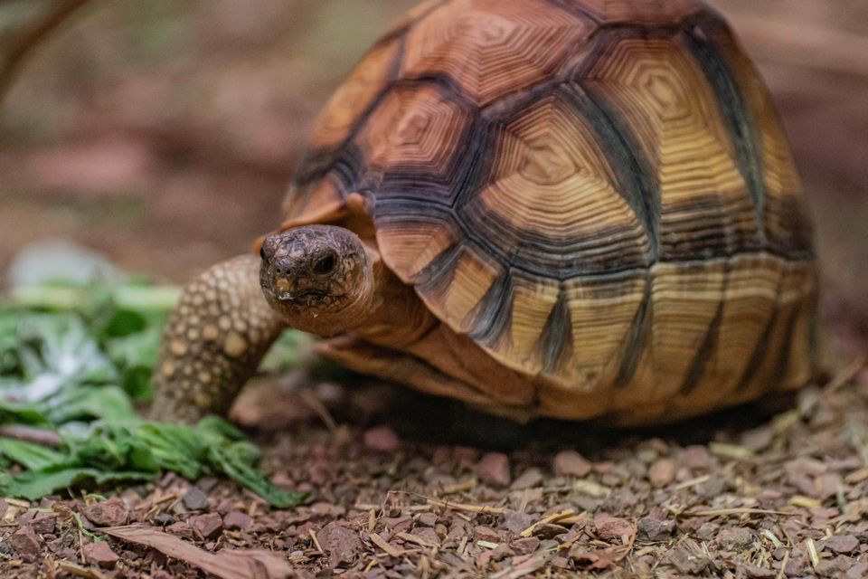 Three-legged tortoise settles into new life on wheels at zoo ...