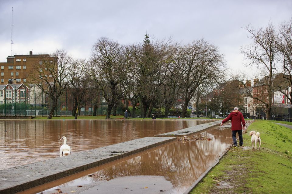 A man walking his dog carefully avoids the folded pathway as he walks on the grass along the banks of the Waterworks Swan Lake in north Belfast . Photo: Liam McBurney/RAZORPIX