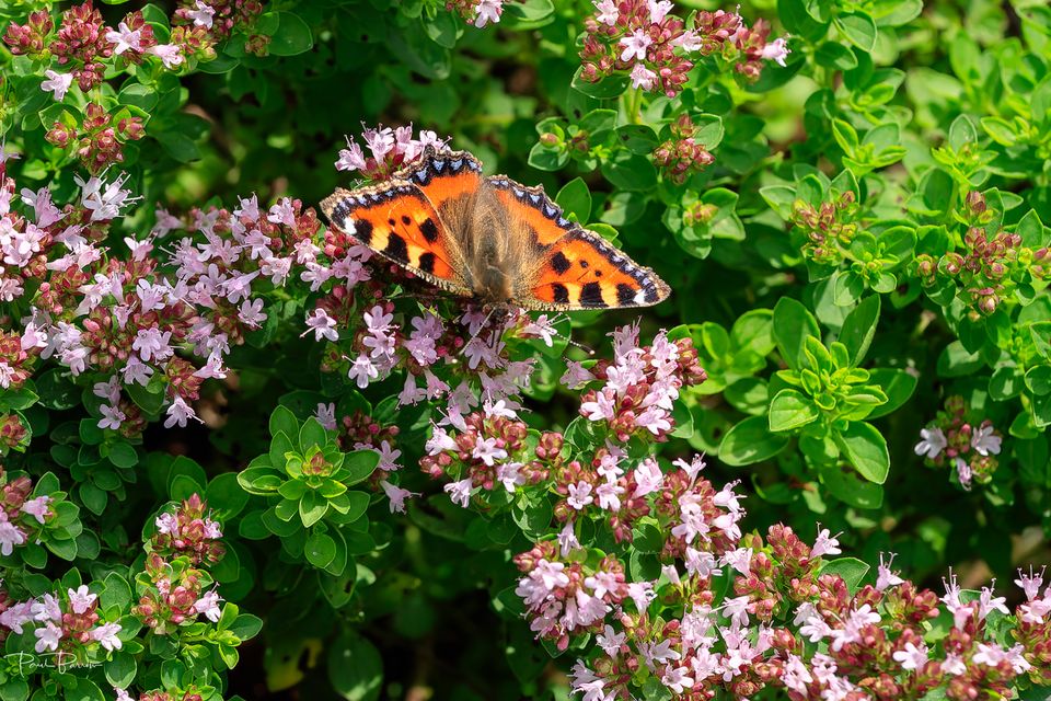 Butterflies had a very bad year due to the weather, the trust said (Paul Barrow/National Trust/PA)