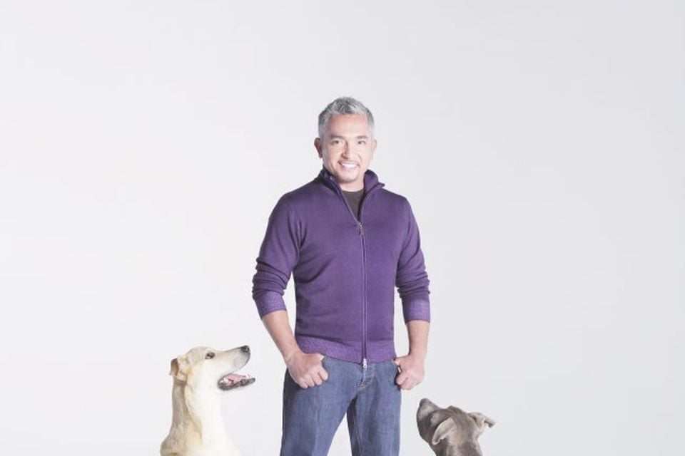 Cesar millan outlet dog barking