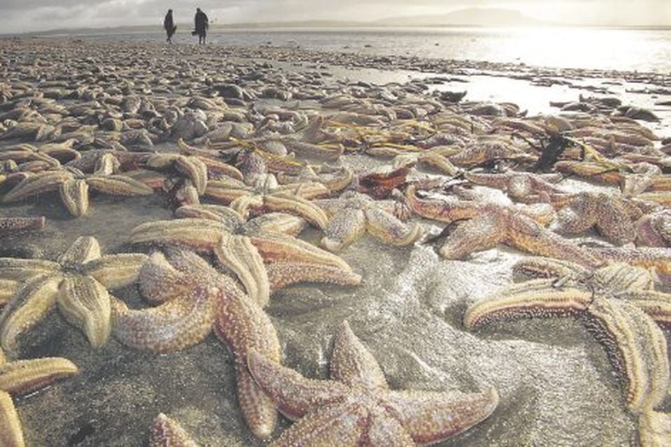 Морские звезды на берегу моря