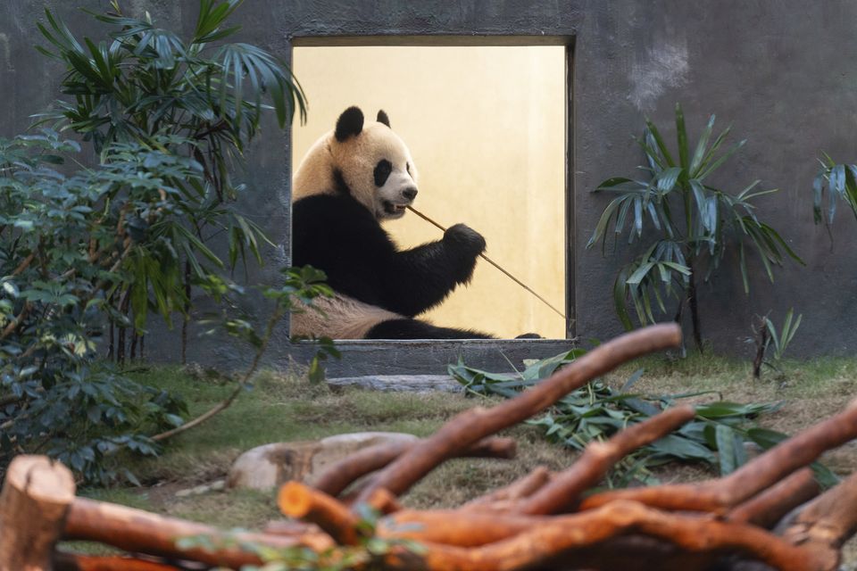 An An is one of the donated bears (AP)