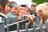 thumbnail: BELFAST, NORTHERN IRELAND - MAY 21:  Camilla, Duchess of Cornwall meets school children as she visits Ballyhackamore Credit Union on May 21, 2015 in Belfast, Northern Ireland. Prince Charles, Prince of Wales and Camilla, Duchess of Cornwall will attend a series of engagements in Northern Ireland following their two day visit in the Republic of Ireland.  (Photo by Jeff J Mitchell - WPA Pool/Getty Images)