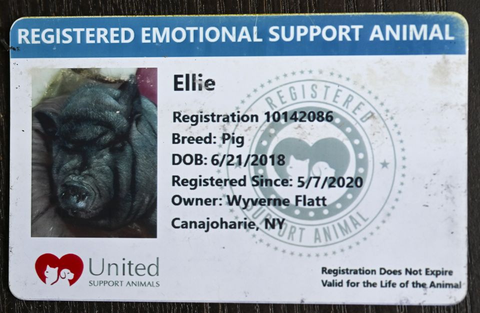 Man in legal battle to keep emotional support pig