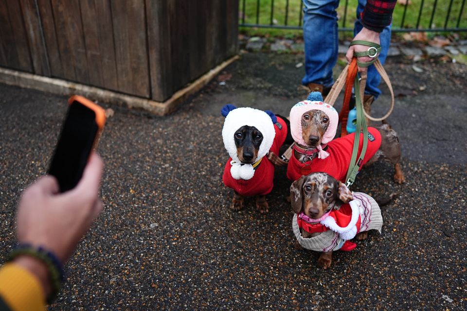 Three dachshunds in Santa outfits and matching bonnets at the walk (Aaron Chown/PA)