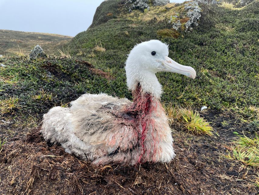 The albatross chick attacked by mice succumbed to its injuries (Vanessa Stephen/PA)