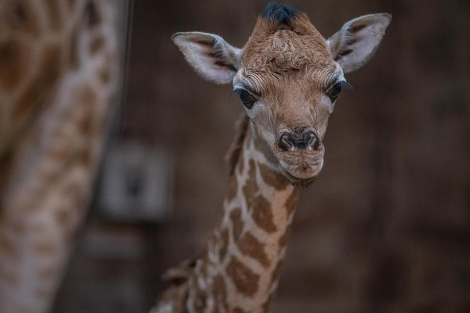 CCTV Captures Moment Rare Baby Giraffe Is Born At Chester Zoo ...