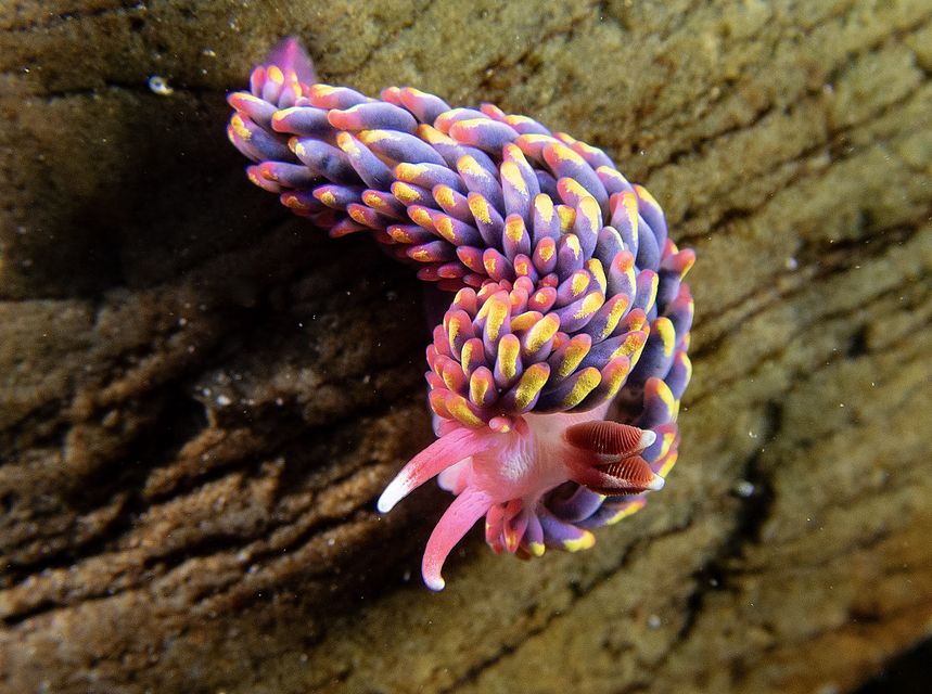 A rainbow sea slug in a Wembury rock pool (Paul Naylor/PA)