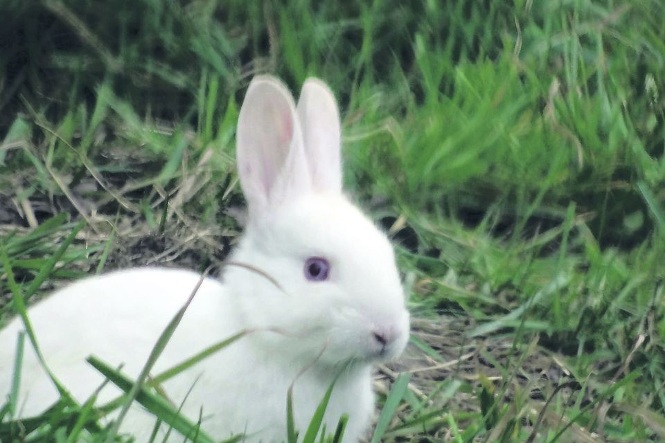 White best sale albino rabbit