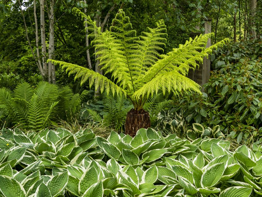 A healthy tree fern