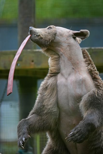 Boki, a two-year-old brown bear, plays with some enrichment containing fruit and honey in his enclosure at the Wildwood Trust in Canterbury, Kent as he recovers from brain surgery (Gareth Fuller/PA)