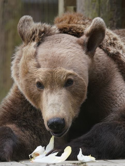 Brown bear Boki in his enclosure at the Wildwood Trust in Kent after waking from semi-hibernation as he continues his recovery from surgery to drain fluid from his brain (Gareth Fuller/PA)