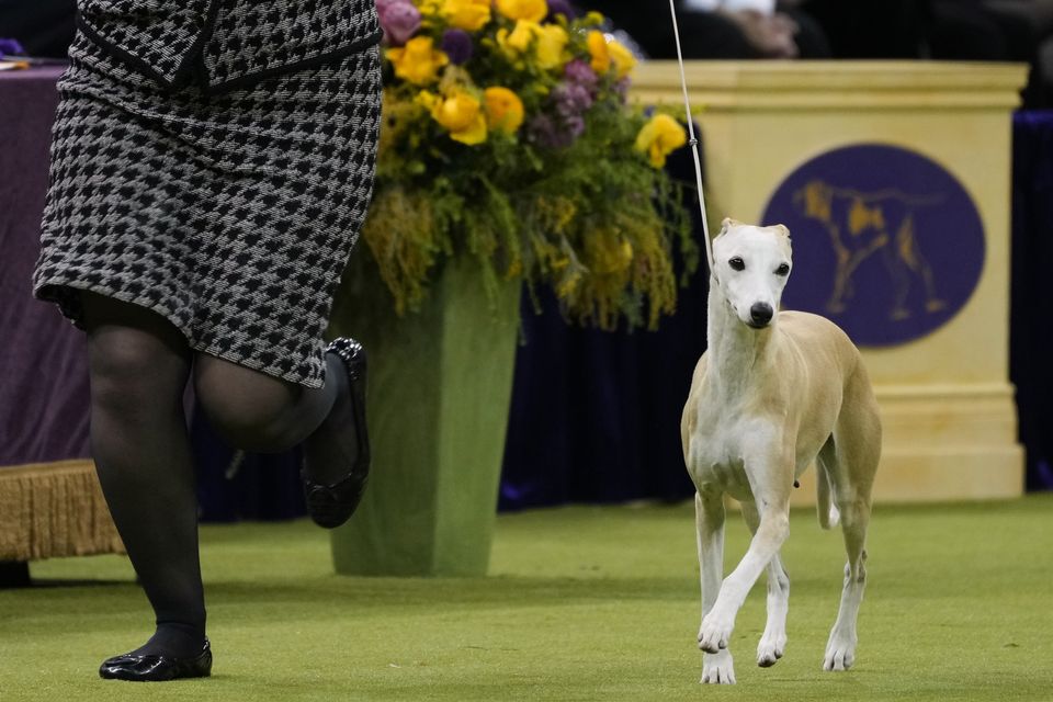 Bourbon, a Whippet, took second prize (AP)