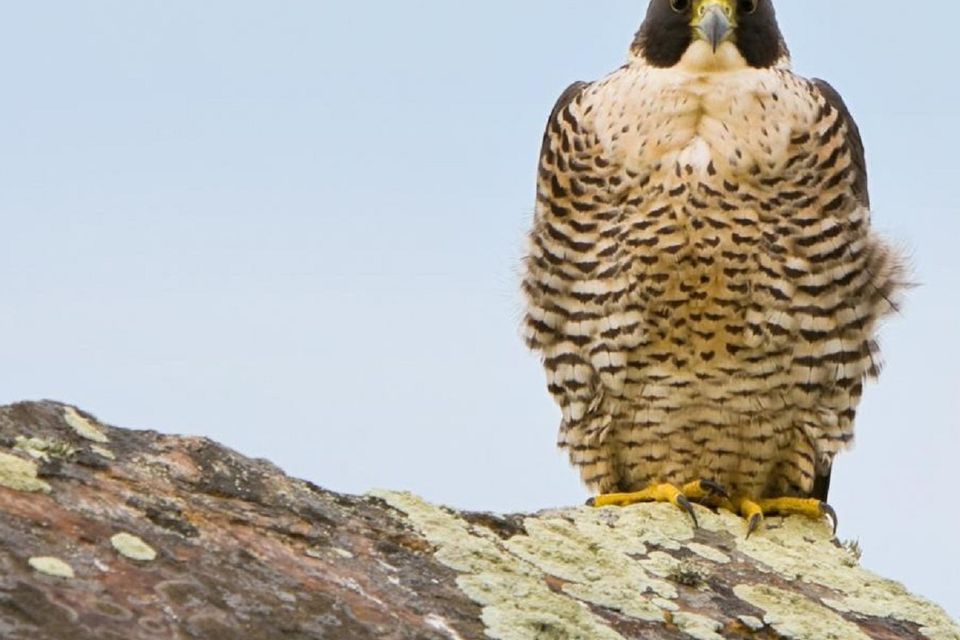 Peregrine Falcon  National Wildlife Federation