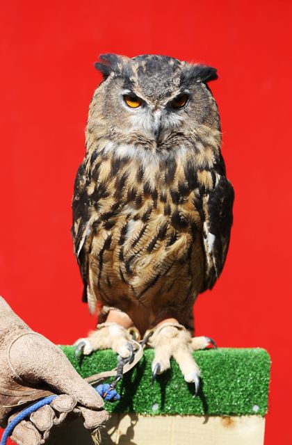 Bailey said the owl he saved was an Eurasian eagle-owl (PA)