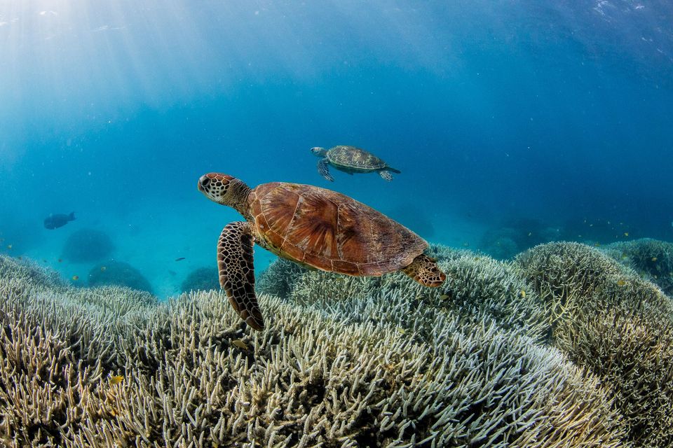 Coral bleaching has occurred on the Southern Great Barrier Reef in 2024 (WWF-AUS/PA)