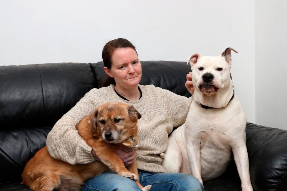 Cruel' owner Claire Lines has five year dog ban lifted |  