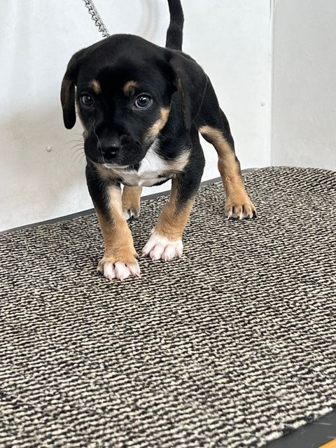 The puppy was found clinging to tree on the bank of a Co Tyrone canal