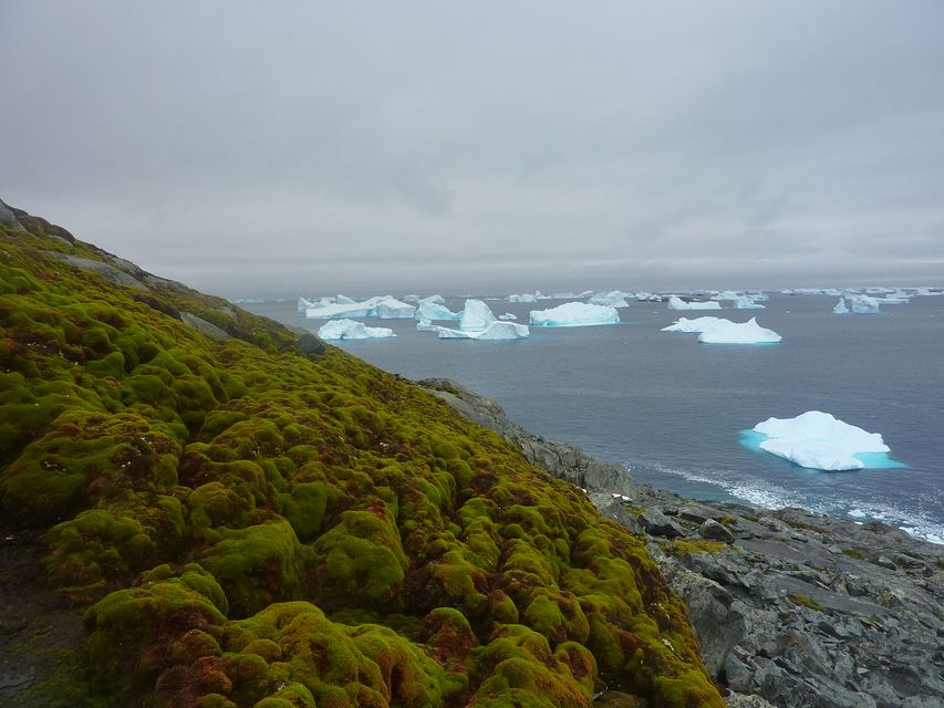 Green Island in the Antarctic (Matt Amesbury/University of Exeter/PA)