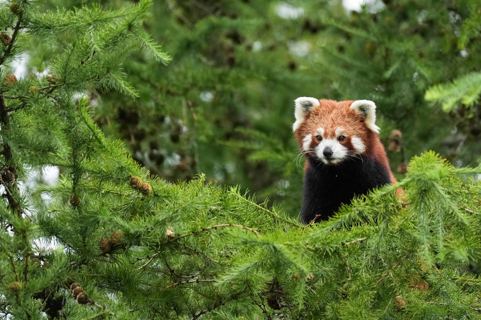 Red panda Esha explores her new enclosure at Peak Wildlife Park (Jacob King/PA)