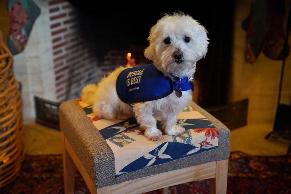 Percy wearing a Battersea Dogs and Cats Home coat (Jonathan Brady/PA)