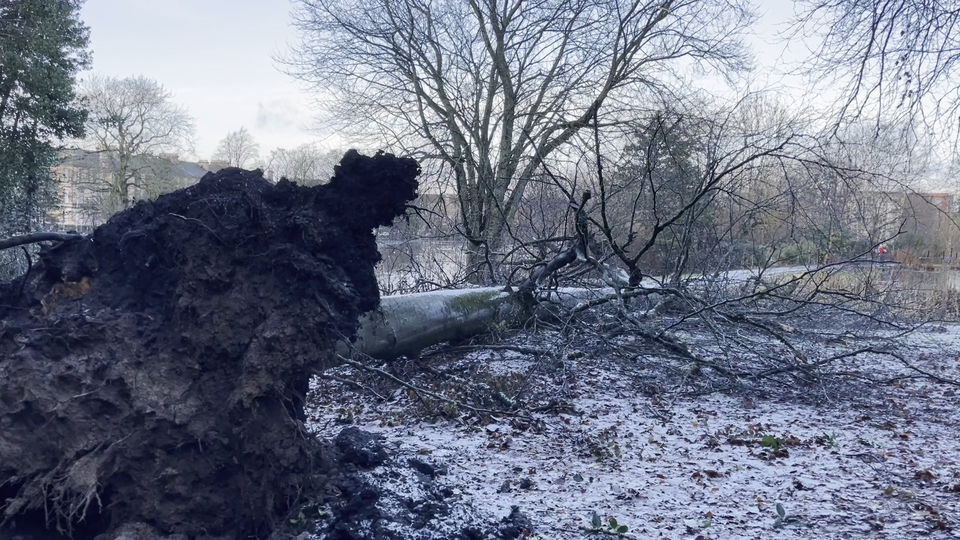 A fallen tree in Queen’s Park, Glasgow (Lucinda Cameron/PA)