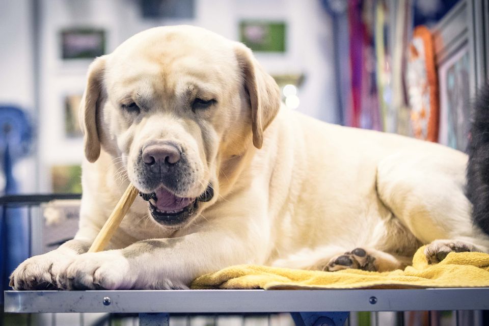 Pet Expo Animal magic as event comes to Belfast this weekend