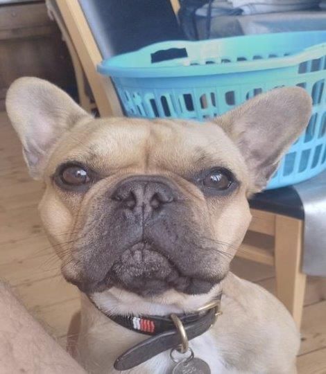 The image of Bob the French bulldog which helped the NCA track down drug traffickers (NCA)