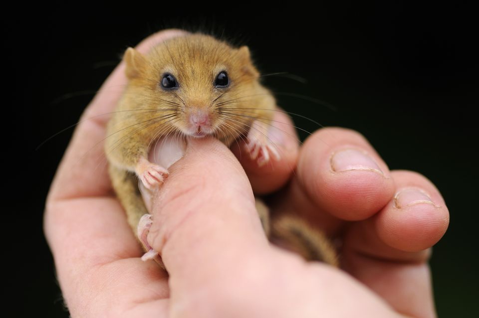 The project is also helping rare hazel dormice (National Trust/PA)