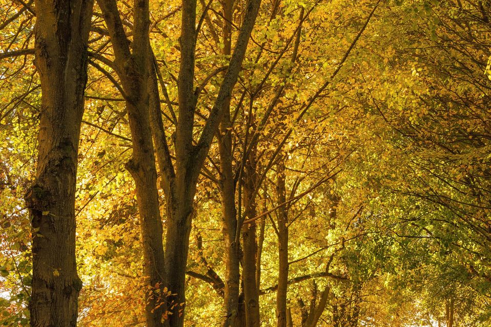 Autumn colours at Whipsnade Tree Cathedral, Bedfordshire (National Trust/Justin Minns/PA)