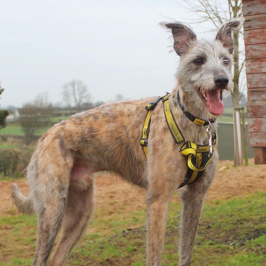 Wheaten lurcher 2024