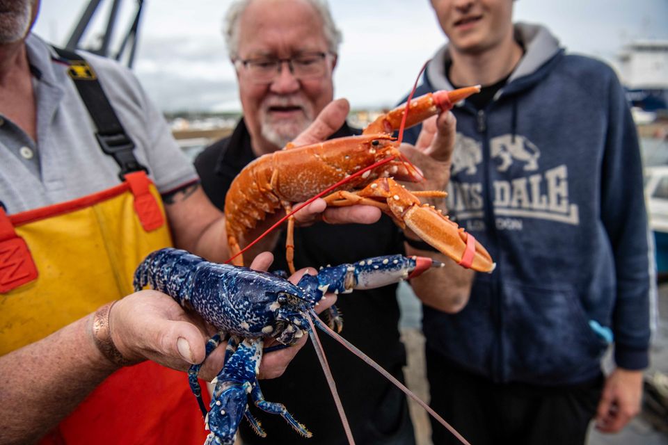 The rare orange lobster pictured beside an ordinary lobster.  Photo: Domnick Walsh