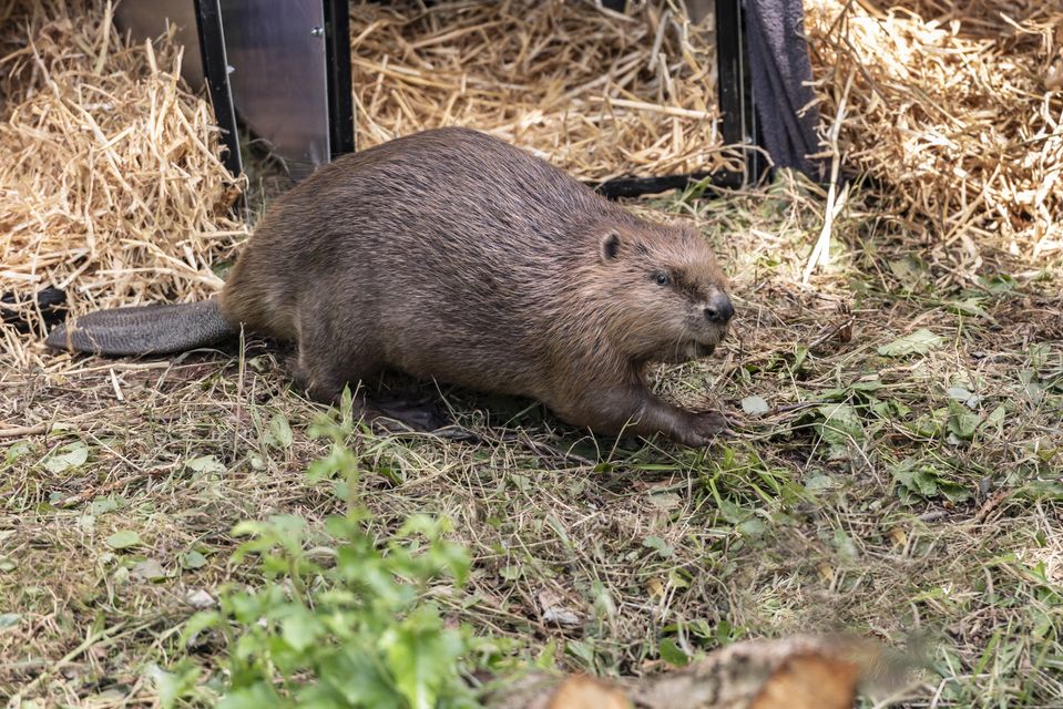 Six pairs of beavers were relocated to the Cairngorms (National Trust/Harris/PA)