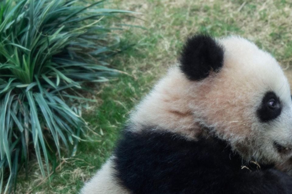 Hong Kong-born giant panda twin cubs make their debut appearance to media in Ocean Park (Chan Long Hei/AP)