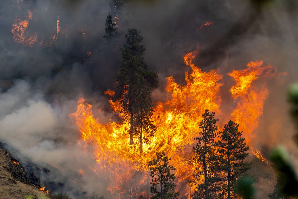 Trees and vegetation go up in flames at the River Fire (August Frank/Lewiston Tribune via AP)