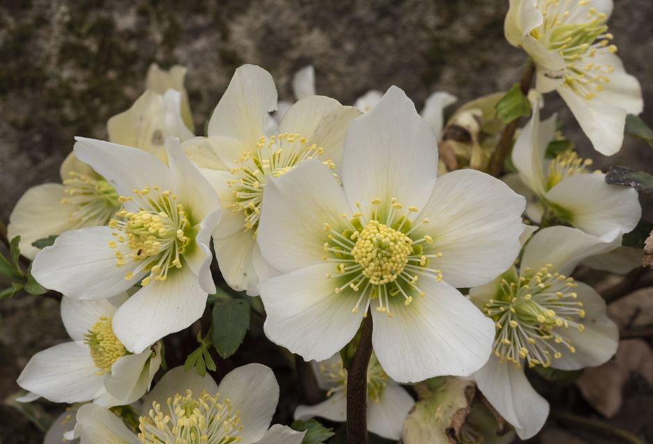 Hellebore ‘Christmas Carol’