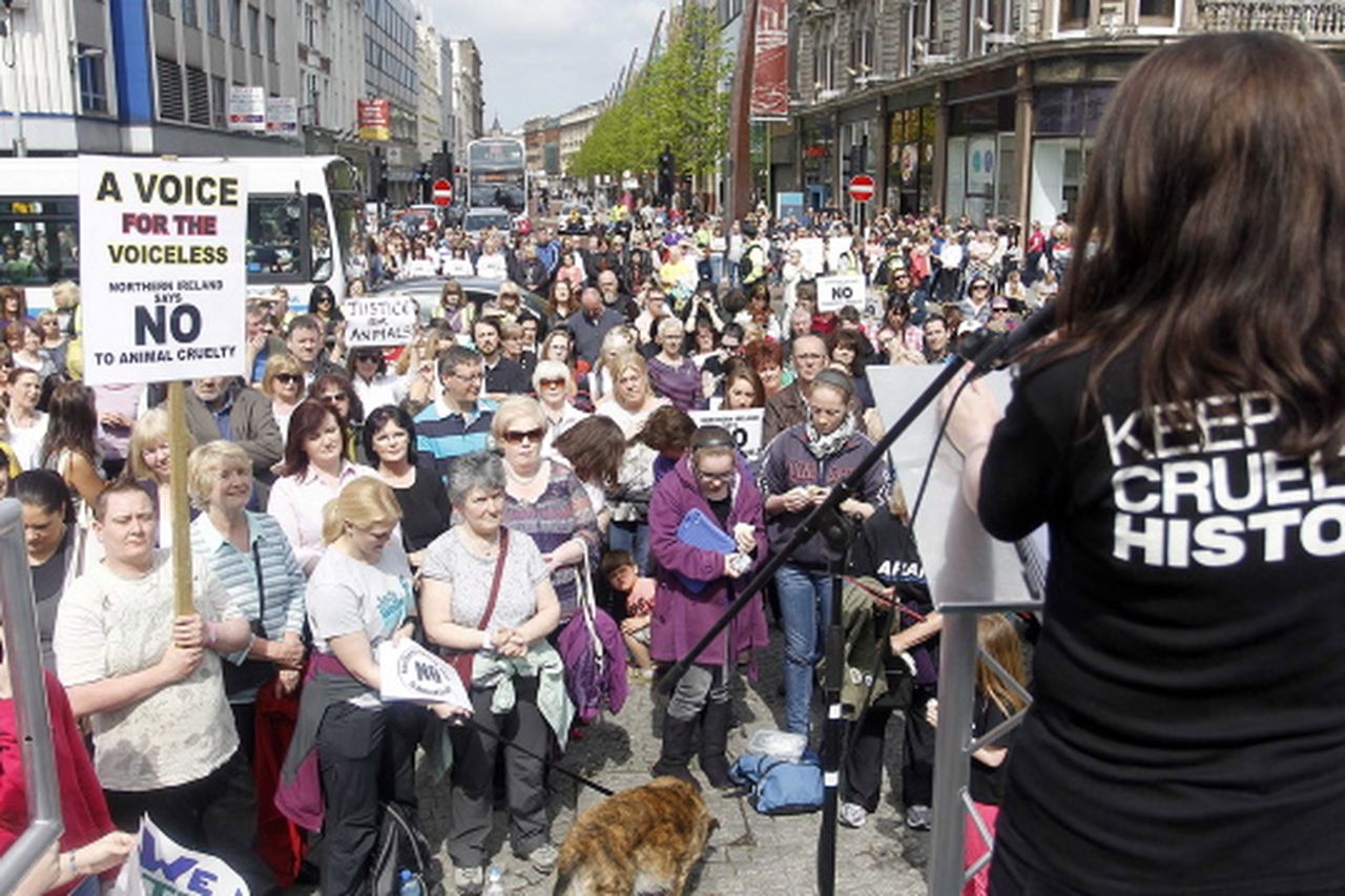 Hundreds attend animal rights rally: Public protest in Belfast city centre against  animal cruelty 