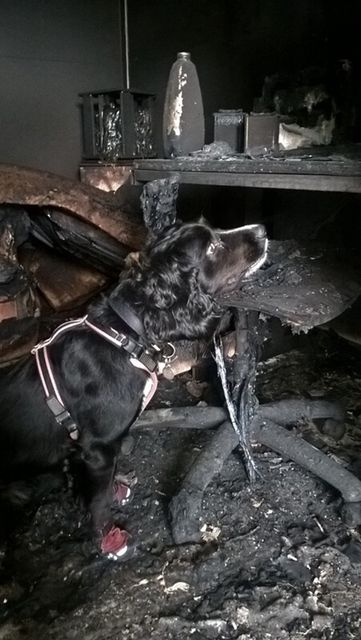 Sherlock at the scene of a fire (London Fire Brigade/PA)