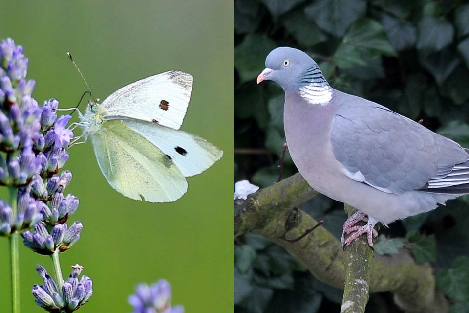 Is This a Pigeon?' Butterfly Anime Meme Calls Out Confused People