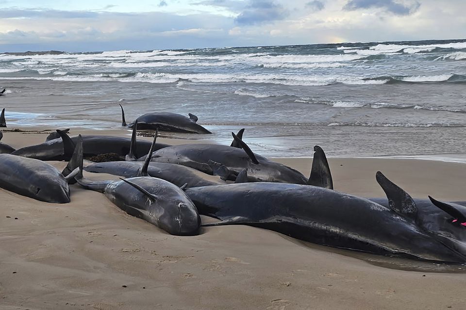 An Arthur River resident said her son discovered the stranded whales while out fishing (Jocelyn Flint/AP)