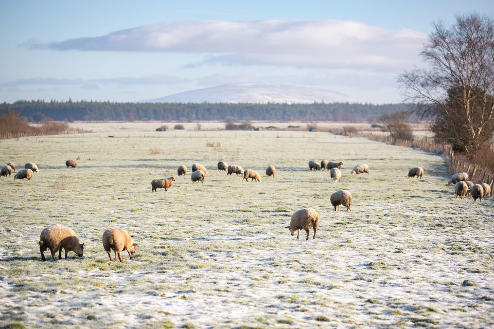 Slieveanorra in the snow on the 10th January 2025 (Photo by Luke Jervis / Belfast Telegraph)