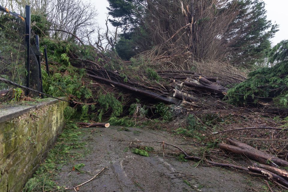 Clive Richardson Ltd contractors working on clearing Stoney Road after Storm Éowyn (Credit: Luke Jervis / Belfast Telegraph)