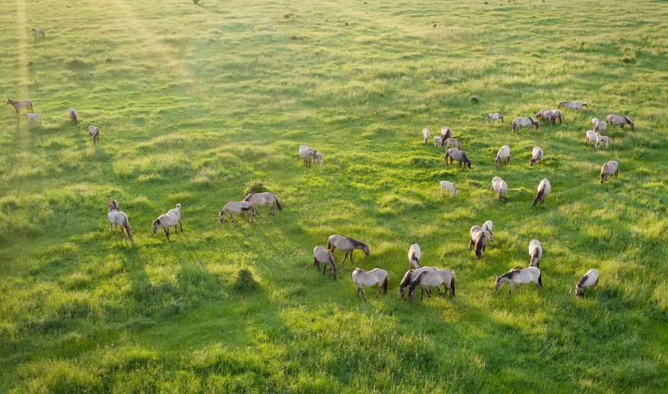 A free-roaming herd of Konik horses in Wicken Fen, Cambridgeshire (BBC/Silverback Films/Hamza Yassin/PA)