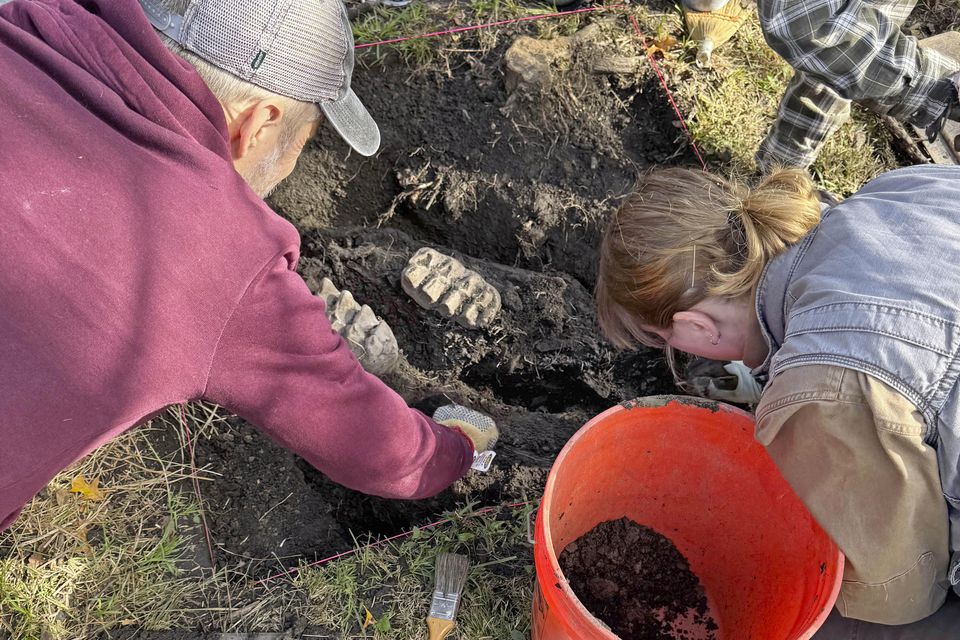 Expert work to uncover the mastodon’s jaw (New York State Museum via AP)