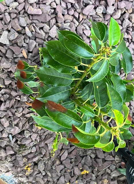 The browning leaves of a Japanese laurel 