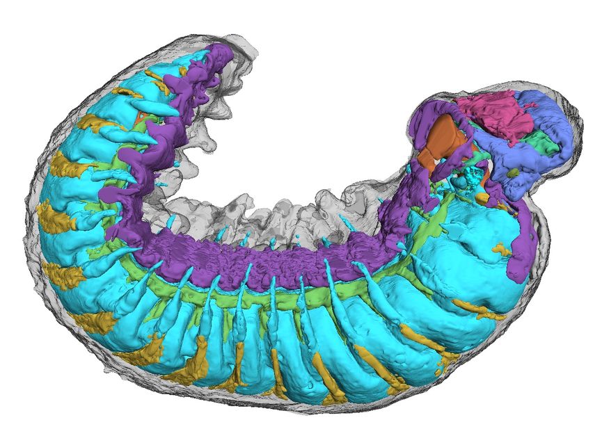 A side-on view of Youti yuanshi, showing internal organ systems (Emma J Long/Durham University)