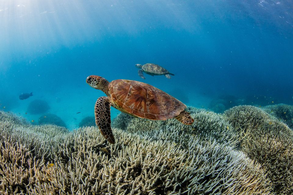 Coral bleaching on the Southern Great Barrer Reef (theundertow.ocean/@diversfor/WWF-Australia/PA)