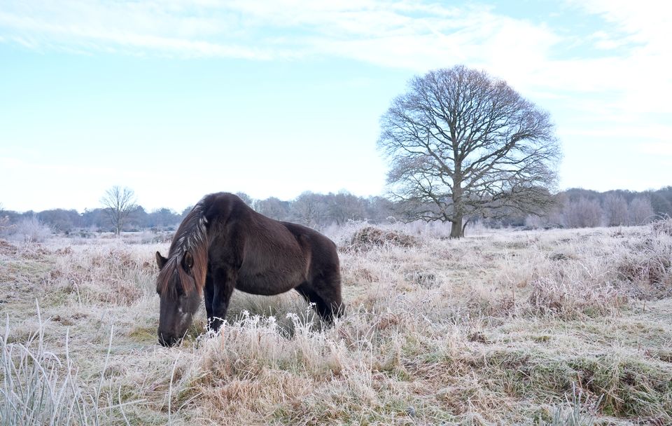 A horse grazes on Hothfield Common in frosty conditions near Ashford in Kent (Gareth Fuller/PA)