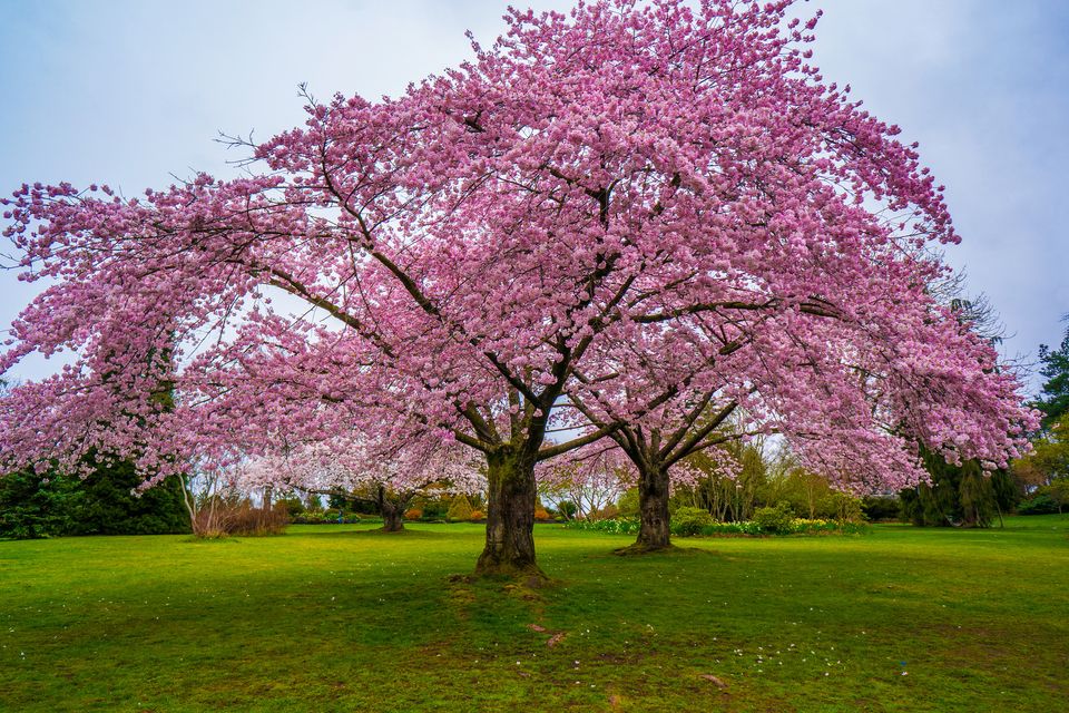 Cherry blossom 