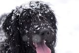 thumbnail: Pacemaker Press 08/12/2017
A dog enjoying the snow   in Crumlin , as heavy snow falls across  Northern Ireland on Friday morning, leaving difficult driving conditions for motorists and some schools closed.
Pic Colm Lenaghan/ Pacemaker